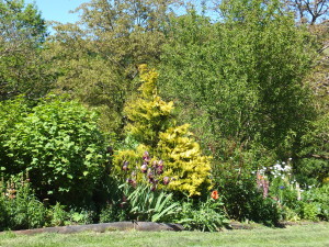 Lupins, Red Hot Poker & shrubs form the basis of this border with added annuals.